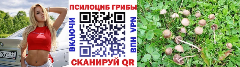 Купить где  Лукоянов  Псилоцибиновые грибы Psilocybe 